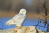 Snowy Owl